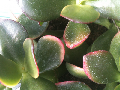 crassula_bunt.png