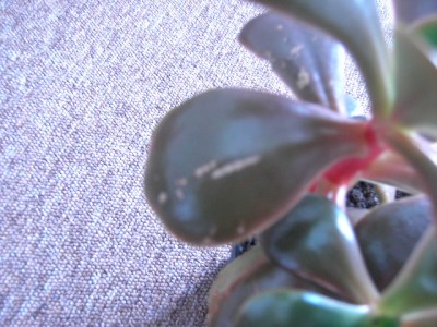 PICT2333.JPG