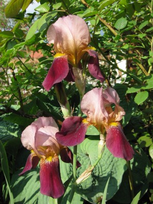 Iris Indian_0387.jpg