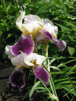 Iris weißviolett_0386.jpg