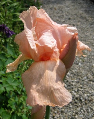 Iris Lachs_0390.jpg