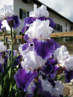 Iris helldunkel_0385.jpg