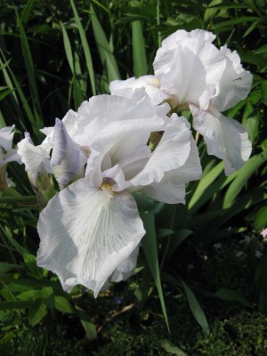 Iris eisblau_0388.jpg