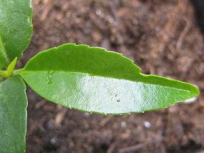 120529_Unbekannte_2_blatt2.jpg