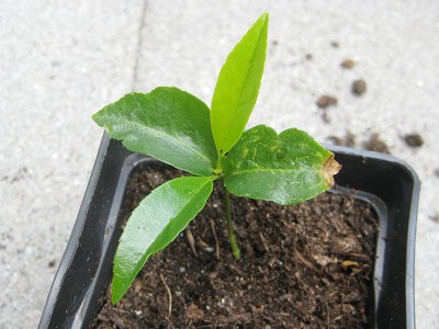 120529_Unbekannte_2_pflanze2.jpg