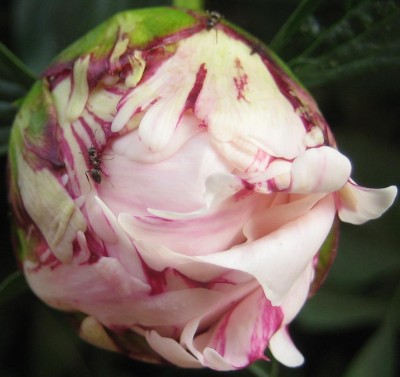 Blüten 120.jpg
