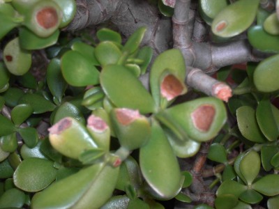 PICT2339.JPG