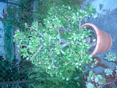 PICT2338.JPG