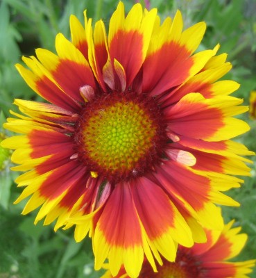 Blüten 135.jpg