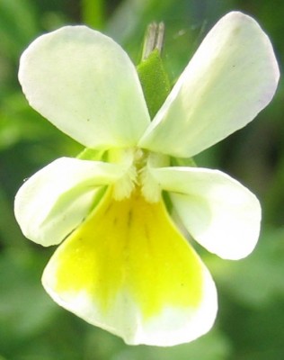 Blüten 140.jpg