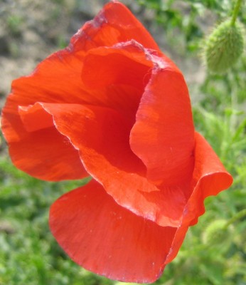 Blüten 138.jpg