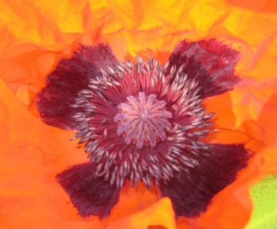 Blüten 155.jpg