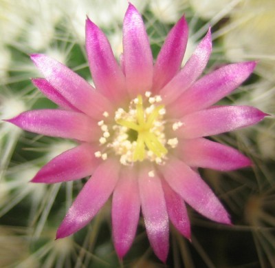 Blüten 114.jpg