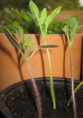 Schoko-Tomate.jpg