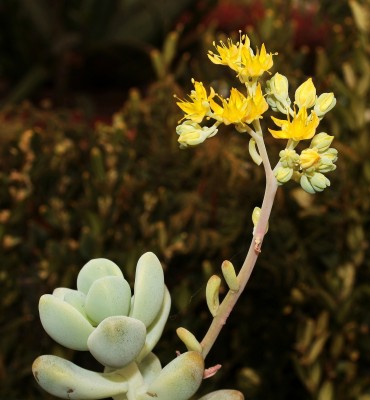 Sedum treleasei 2009-211 (3a).jpg