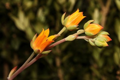 Echeveria ´Ramillete´ 2010-281 (3a).jpg