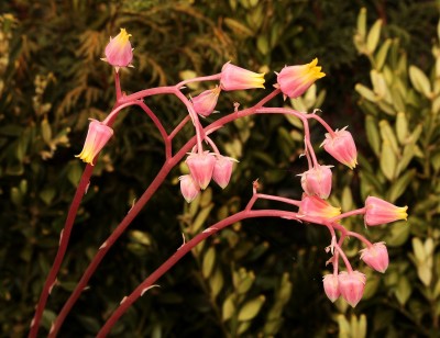 Echeveria ´Gilva´ 2010-222 (3a).jpg