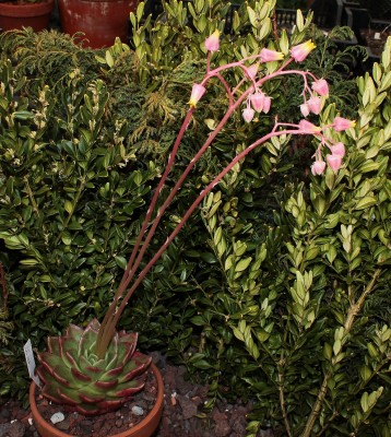 Echeveria ´Gilva´ 2010-222 (4a).jpg