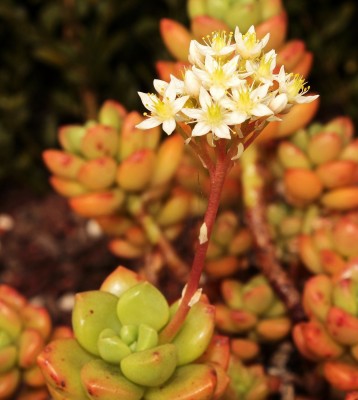 Sedum lucidum 1995-16 (2a).jpg