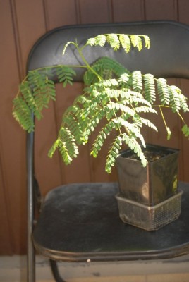 Flmmenbaum 003yy.jpg