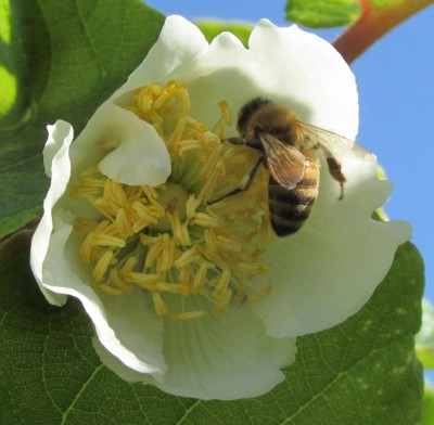 Kiwiblüte.jpg