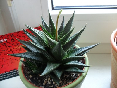 Haworthia limifolia 2011 07 04 klein.jpg