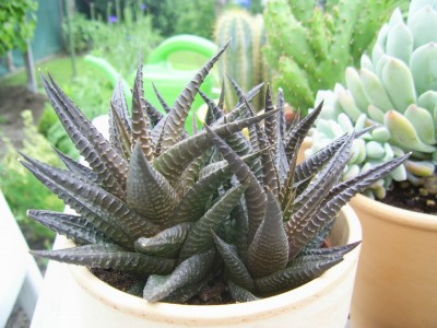 Haworthia limifolia 2010 06 01a klein.jpg