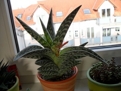 Aloe variegata 2011 12 08b klein.jpg