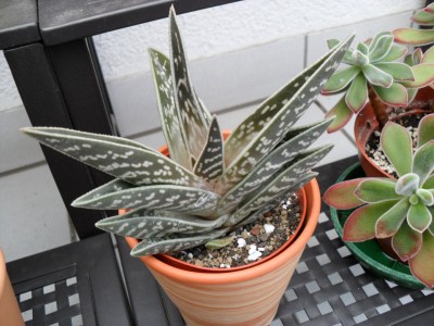 Aloe variegata 2011 04 17 klein.jpg