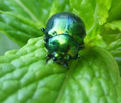 Tiere 045.jpg