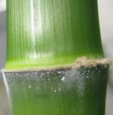 Bild green 24-4 103.jpg