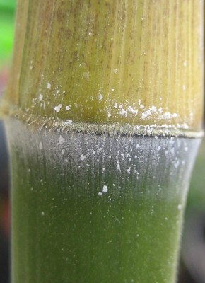 Bild green 24-4 102.jpg