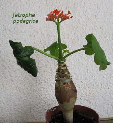 gila_jatropha_podagrica01.png