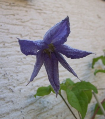 ClematisBlau.jpg