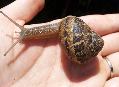 Schnecke.jpg