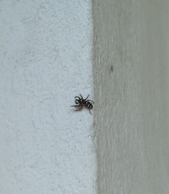 Zebraspringspinne.JPG