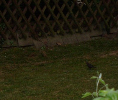 Specht mit Amsel ... hüstel.JPG