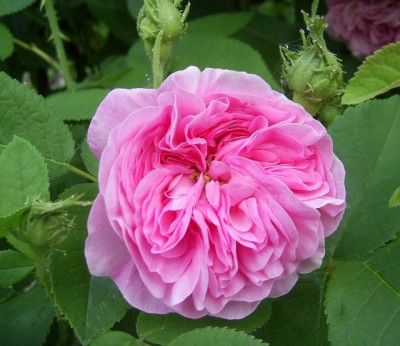 PIC_0107 (640x554).jpg