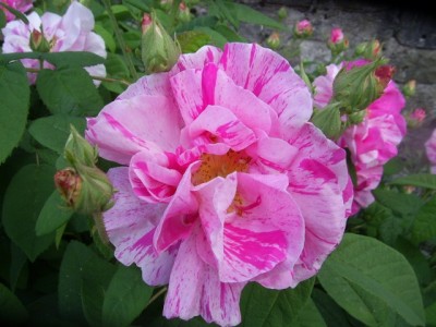 PIC_0106 (640x480).jpg