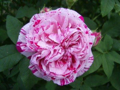 PIC_0102 (640x480).jpg