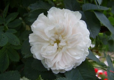 PIC_0101 (640x448).jpg