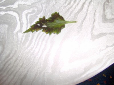 Hpim0056.jpg