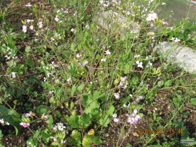 IMG_8694.JPG