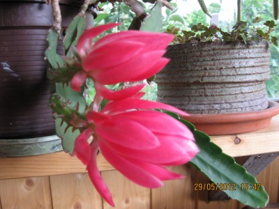 IMG_8678.JPG