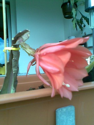 Epiblüte.jpg