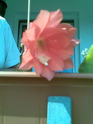 Epiblüte l.jpg