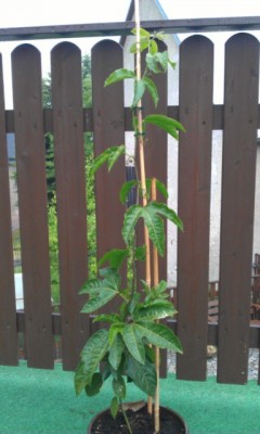 IMAG0323.jpg