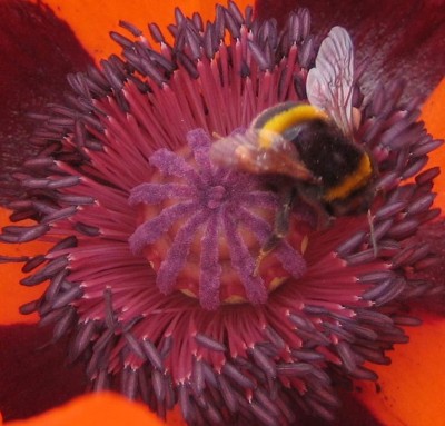 Blüten 208.jpg