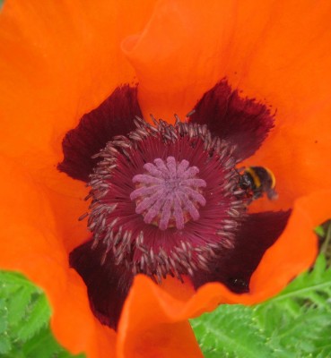 Blüten 207.jpg