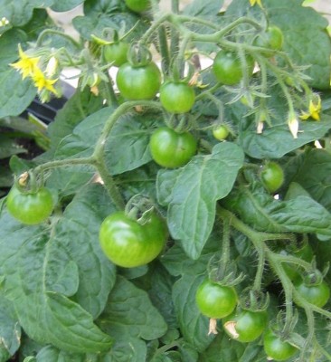 Nutzpflanzen 040.jpg